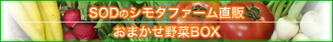 SODのシモタファーム直送 おまかせ野菜BOX